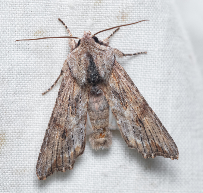Egira conspicillaris - változékony szürkebagoly