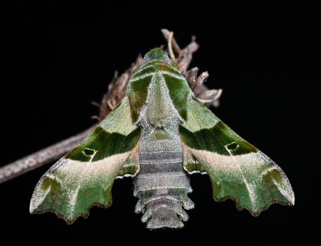Proserpinus proserpina - törpeszender