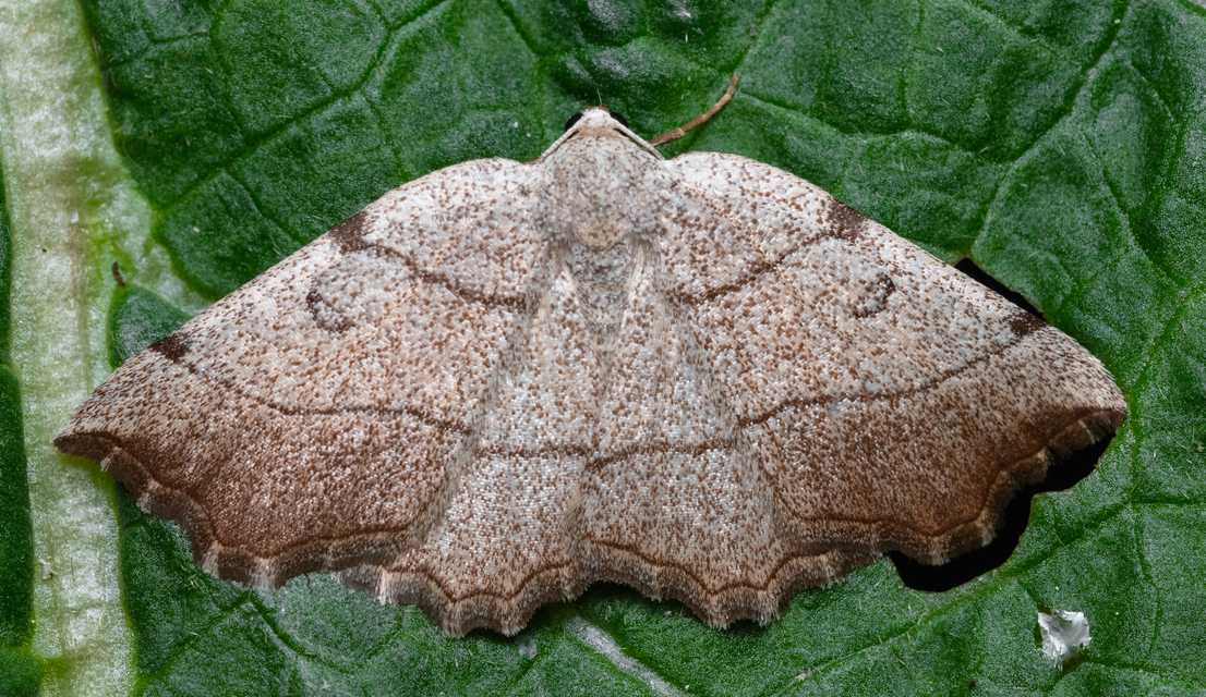 Eilicrinia trinotata - háromjegyű araszoló