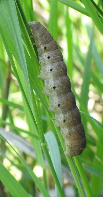 Noctua fimbriata - szélessávú sárgafűbagoly