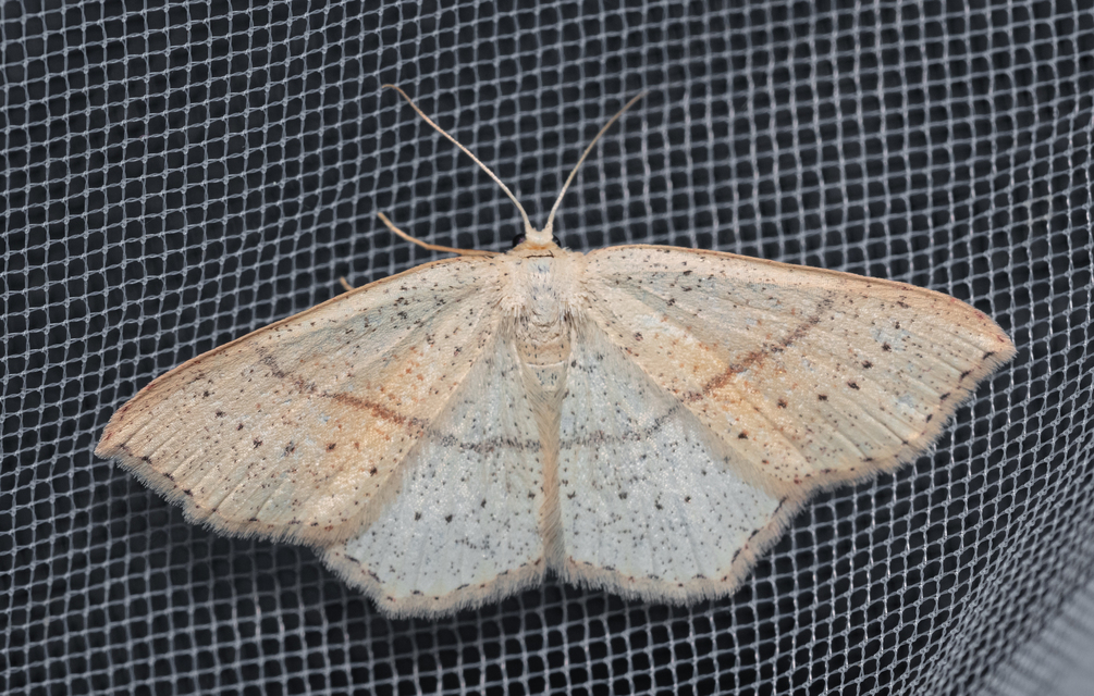 Cyclophora punctaria - sávos pettyesaraszoló