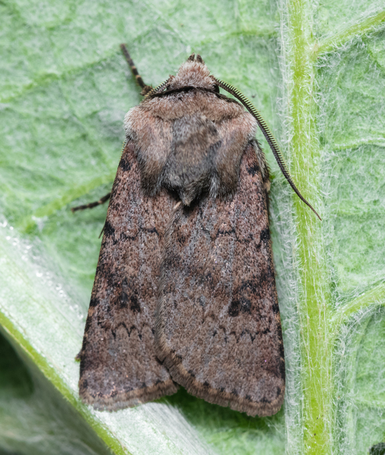 Agrotis cinerea - szürkés földibagoly