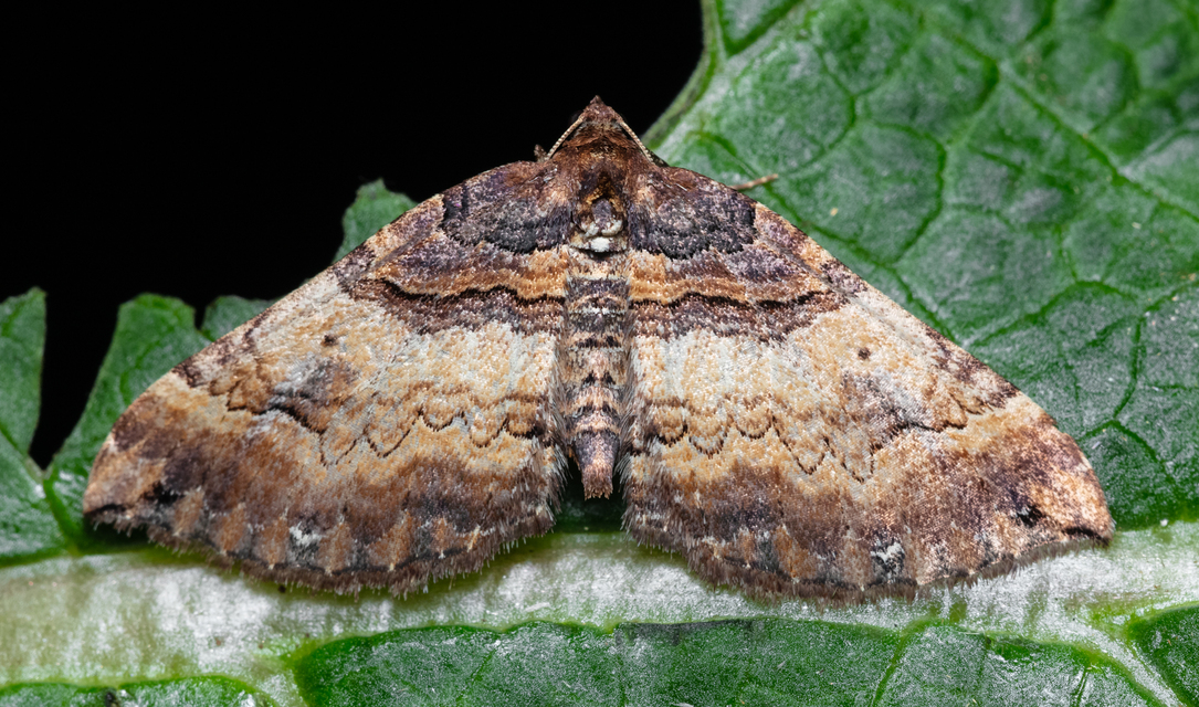 Earophila badiata - csipkerózsa-araszoló