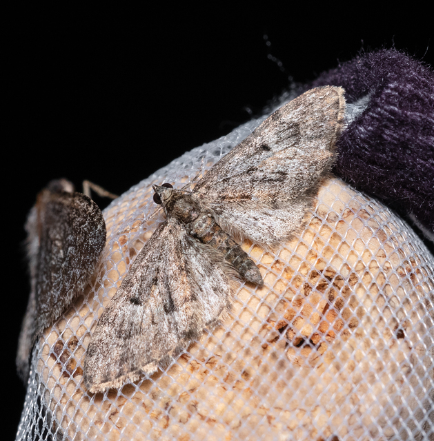 Eupithecia dodoneata - tölgy-törpearaszoló