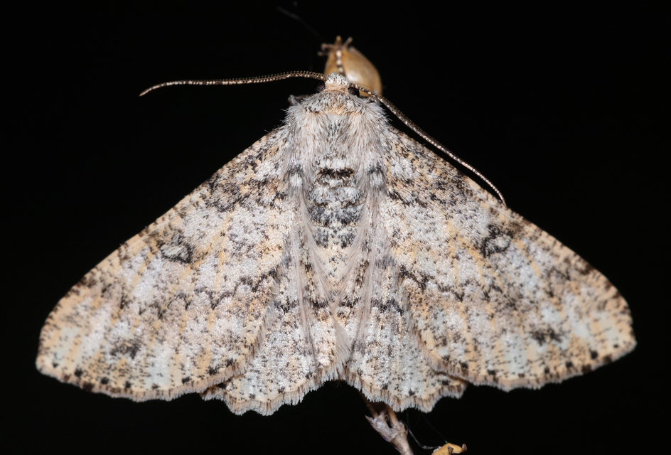 Ascotis selenaria - holdas faaraszoló