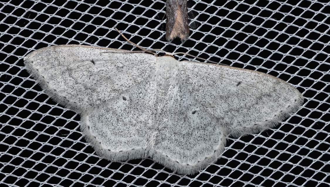 Scopula incanata - hamvas sávosaraszoló