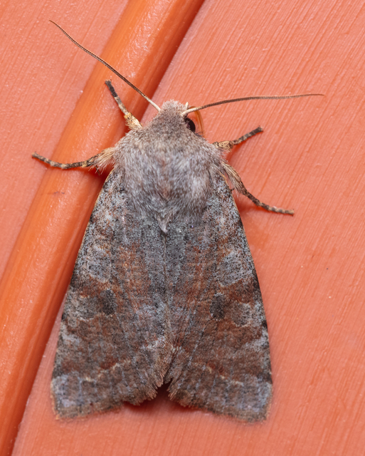 Orthosia incerta - változékony barkabagoly