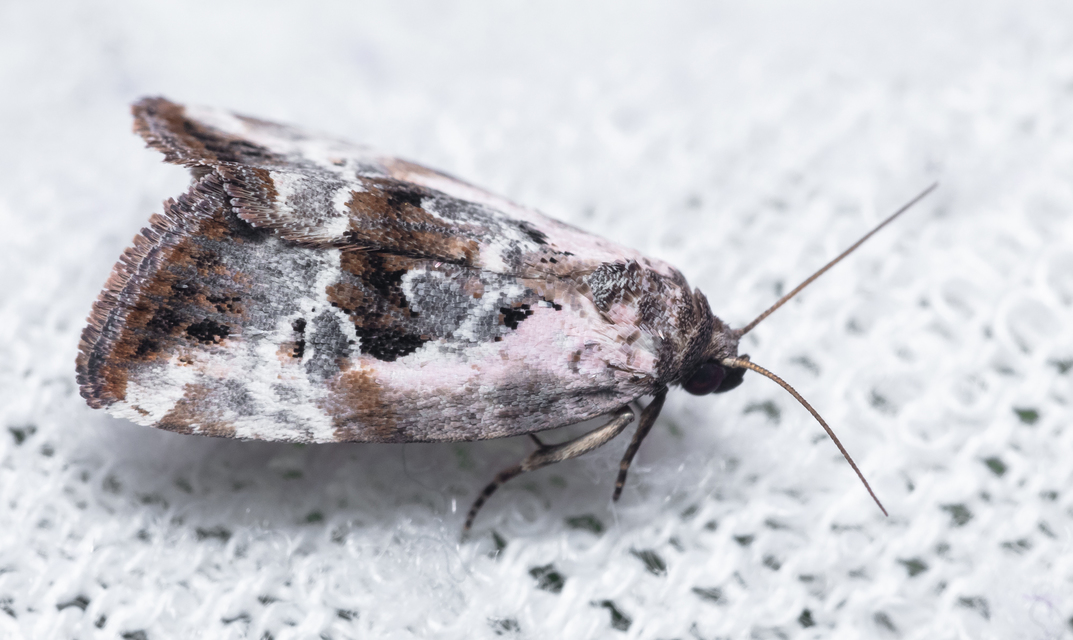 Hapalotis venustula - rózsaszínű mázasbagoly