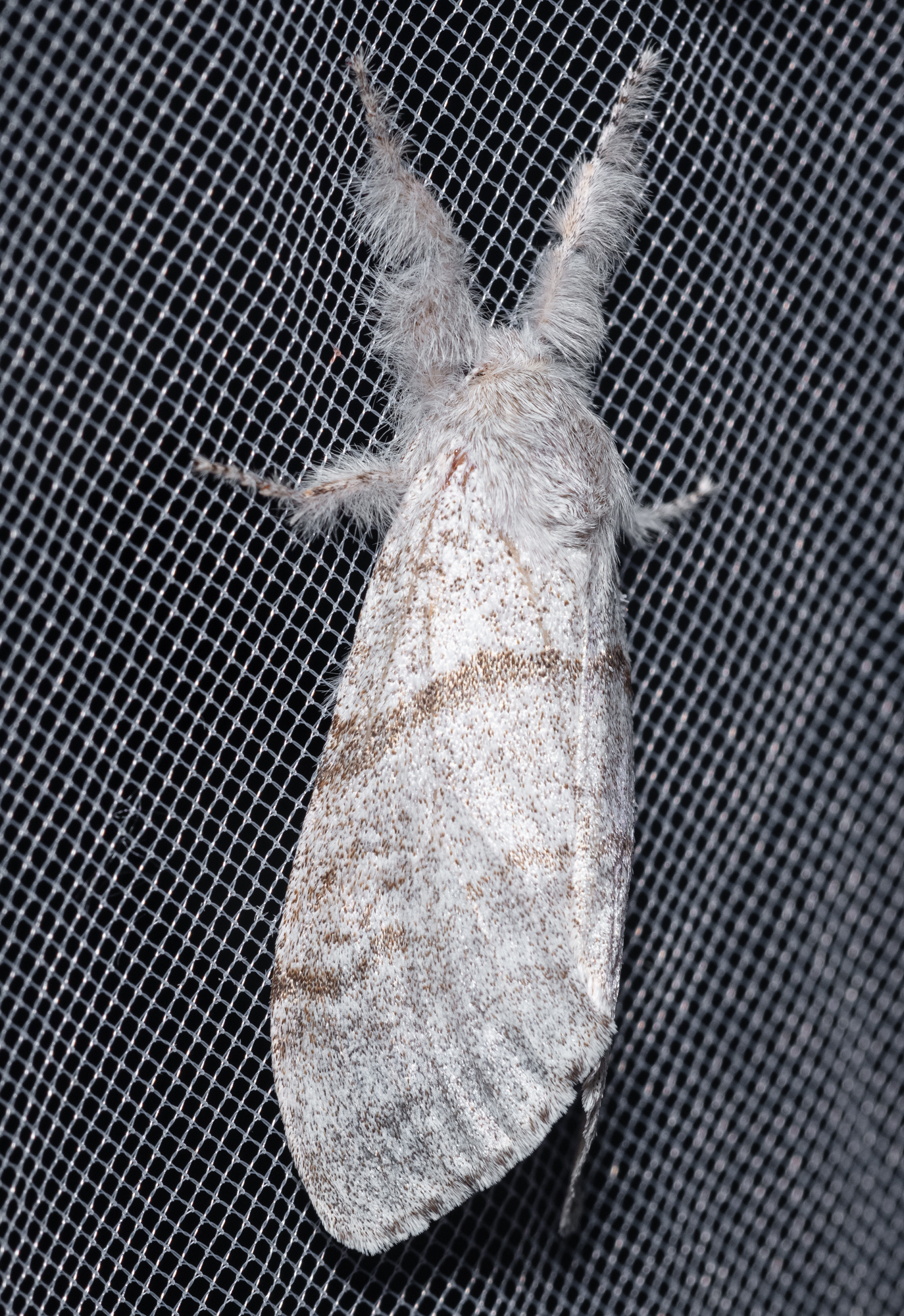 Calliteara pudibunda - hamvasszövő