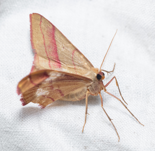 Rhodostrophia vibicaria - pirosszélű araszoló