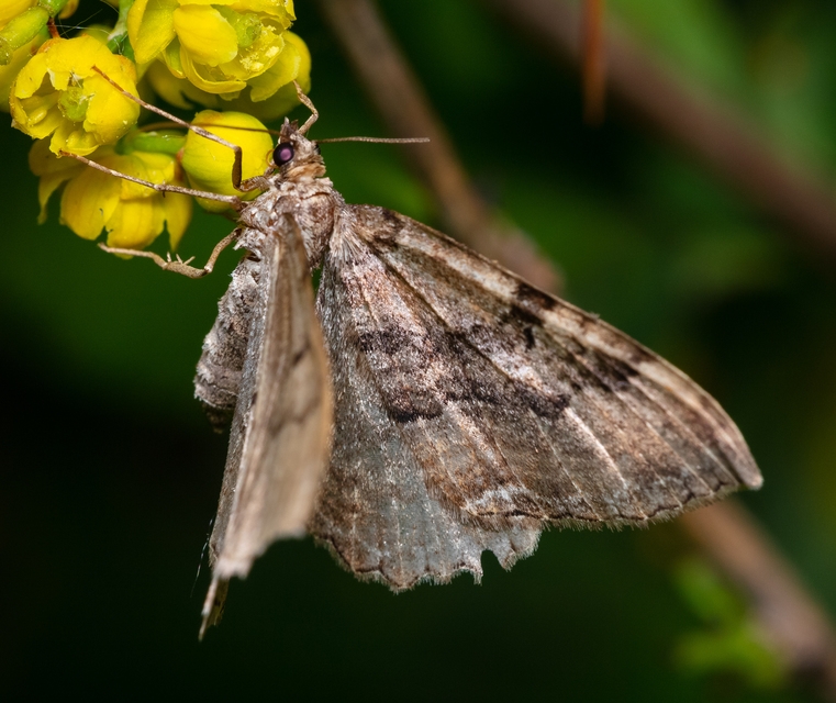 Hydria cervinalis - őzbarna araszoló