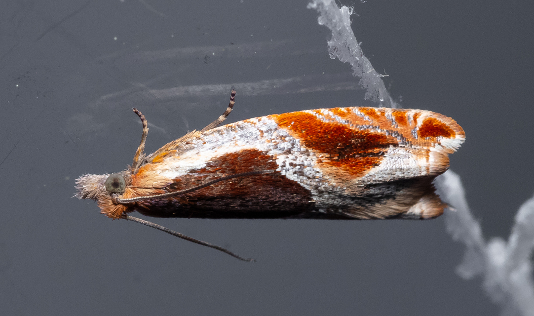 Ancylis unculana - szedersodró horgasmoly