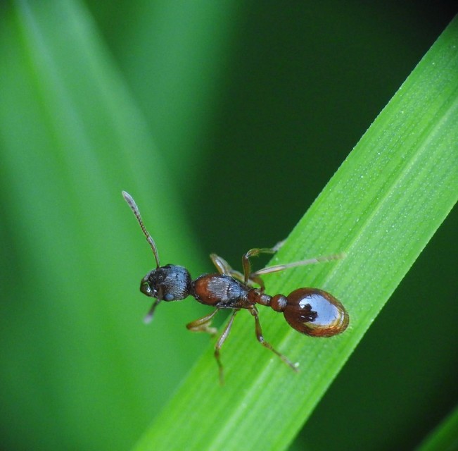 Myrmica