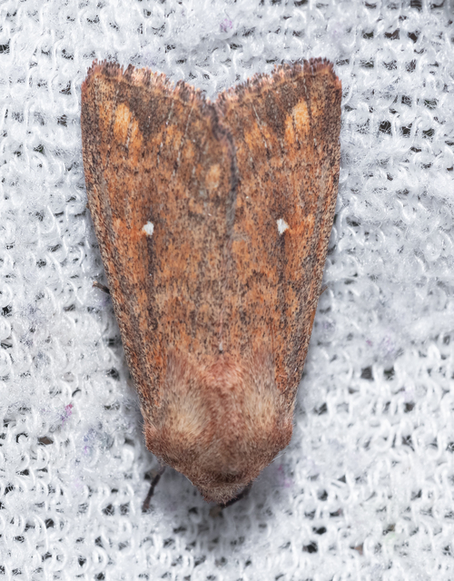 Mythimna albipuncta - fehérpettyes rétibagoly