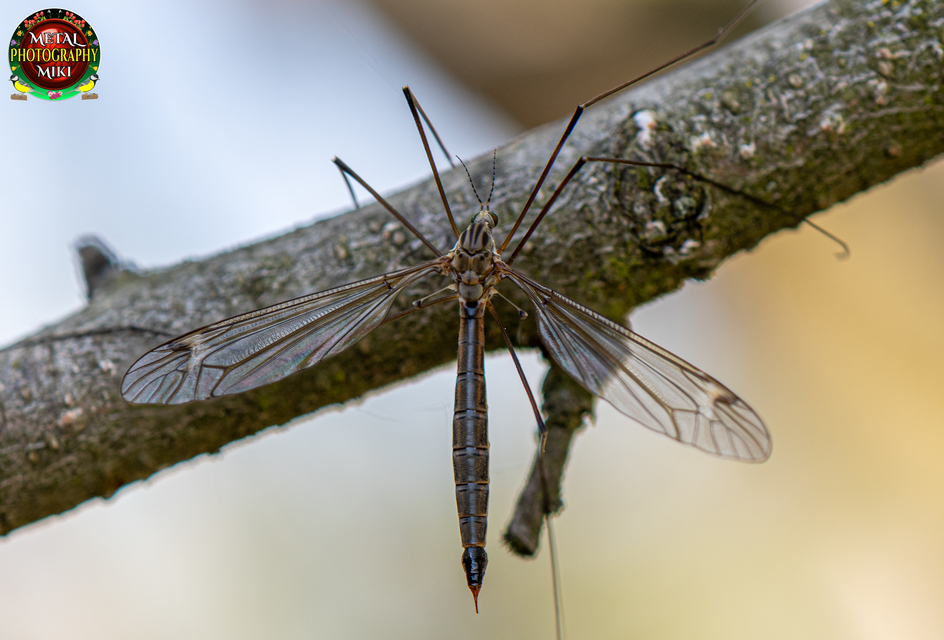 Tipula
