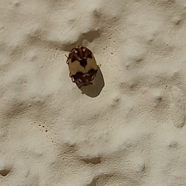 Anthrenus isabellinus
