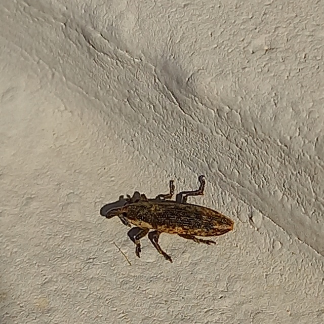 Lixus subtilis - disznóparéj-dudvabarkó