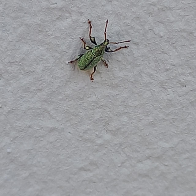 Phyllobius betulinus - változékony levélormányos