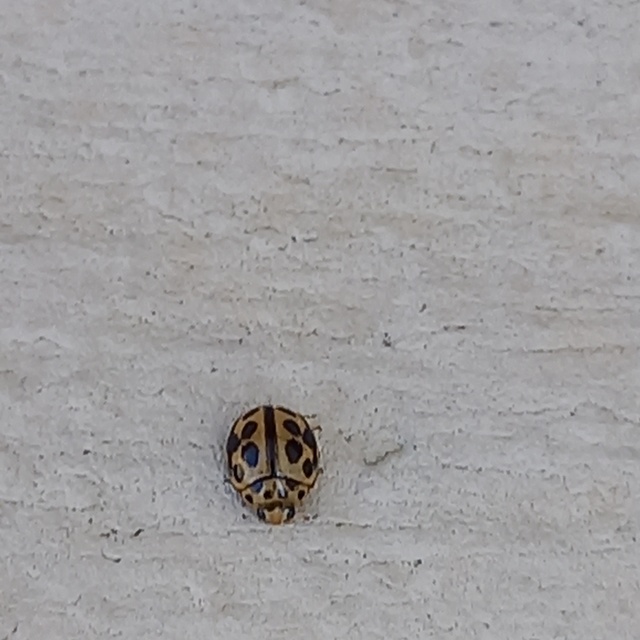 Tytthaspis sedecimpunctata - tizenhatpettyes katica