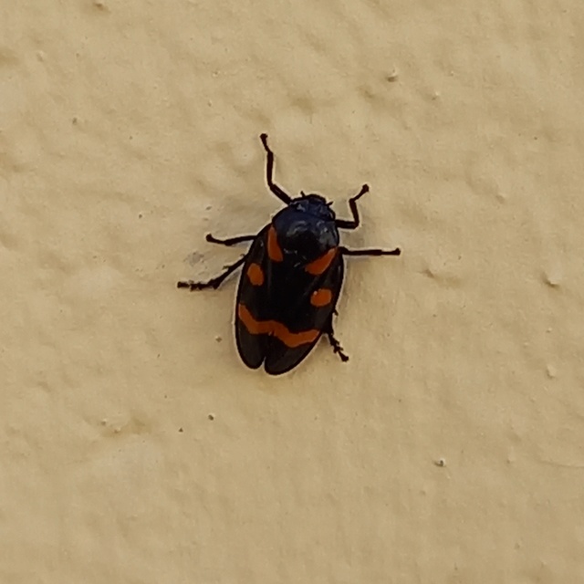 Cercopis arcuata/sanguinolenta