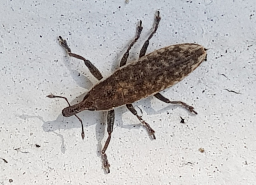 Lixus subtilis - disznóparéj-dudvabarkó