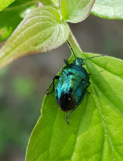 Zicrona caerulea - acélkék poloska Zicrona caerulea - acélkék poloska