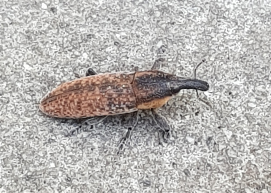 Lixus subtilis - disznóparéj-dudvabarkó