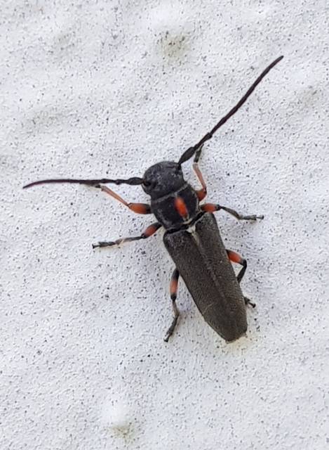 Phytoecia pustulata - parányi fűcincér