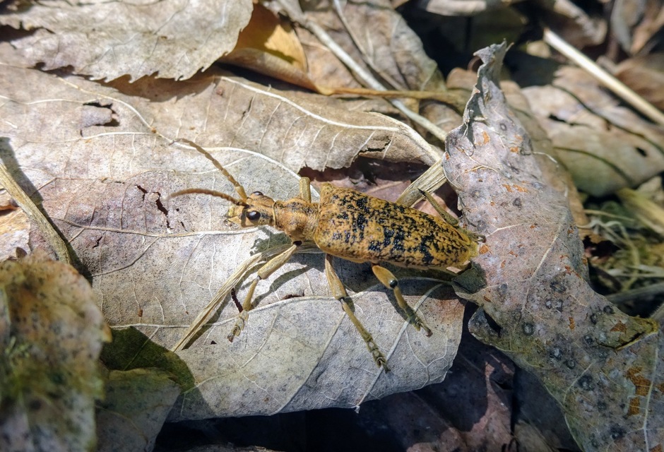 Rhagium sycophanta - tölgyes-tövisescincér