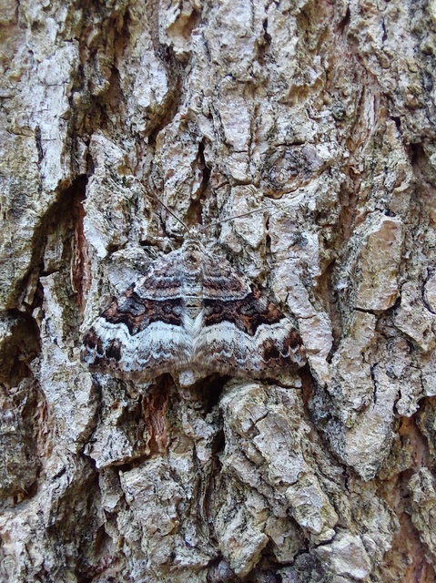 Xanthorhoe biriviata - kétsávos tarkaaraszoló