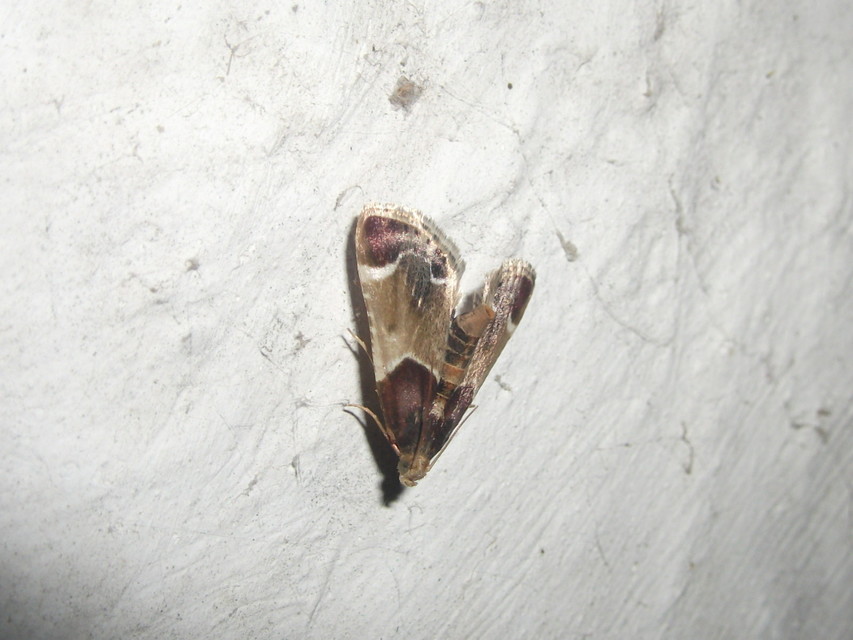 Pyralis farinalis - lisztilonca