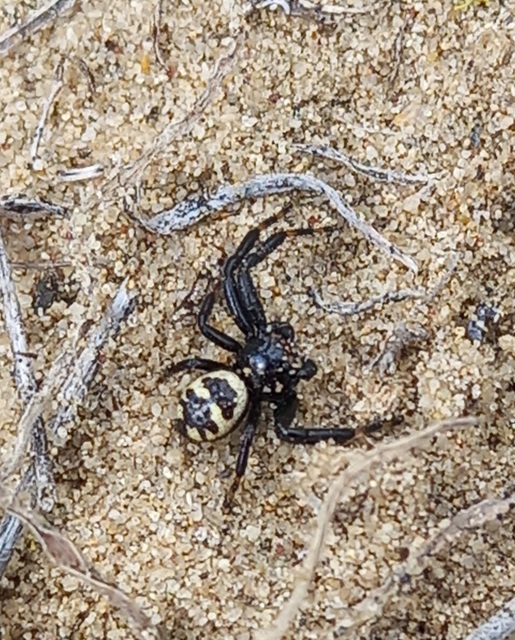Synema globosum/ornatum