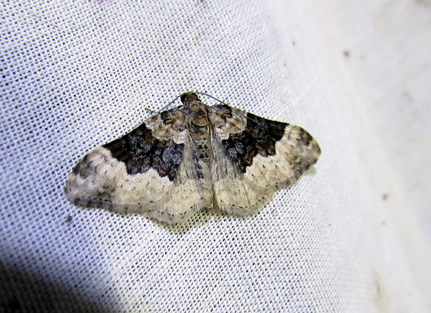 Epirrhoe galiata - sávos galajaraszoló