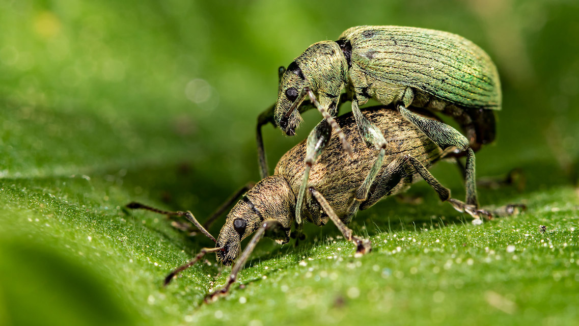Phyllobius pomaceus - csalán-levélormányos