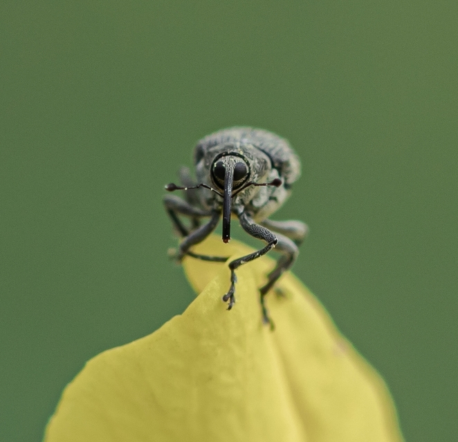 Ceutorhynchus obstrictus - repcebecő-ceutormányos