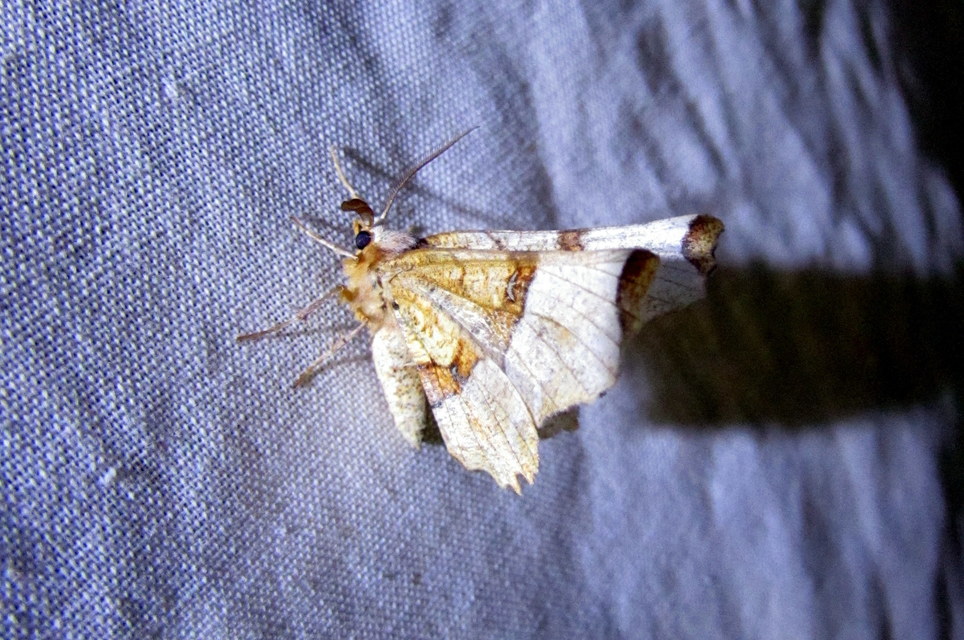 Selenia lunularia - egyfoltos holdasaraszoló
