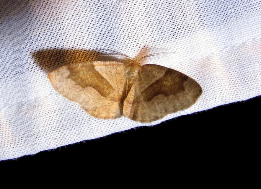 Plagodis pulveraria - szemcsés araszoló
