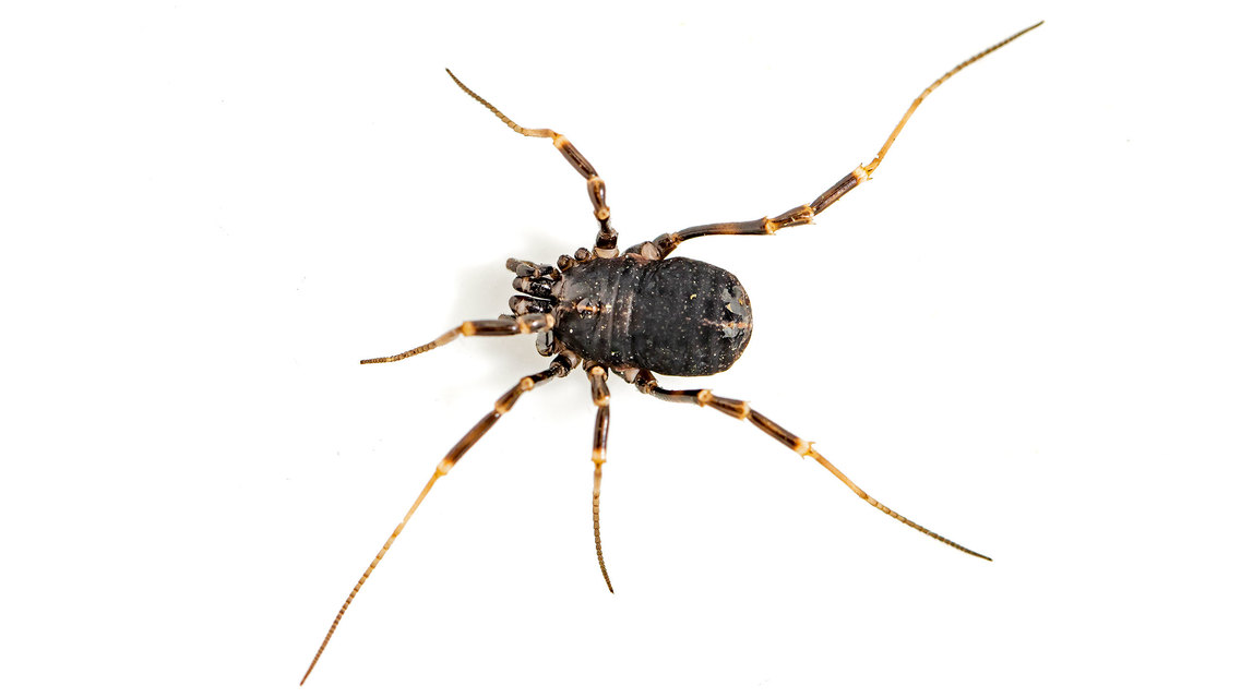 Egaenus convexus