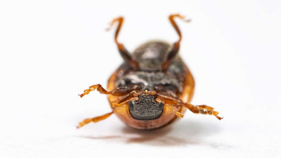 Cynegetis impunctata - pázsitfűböde