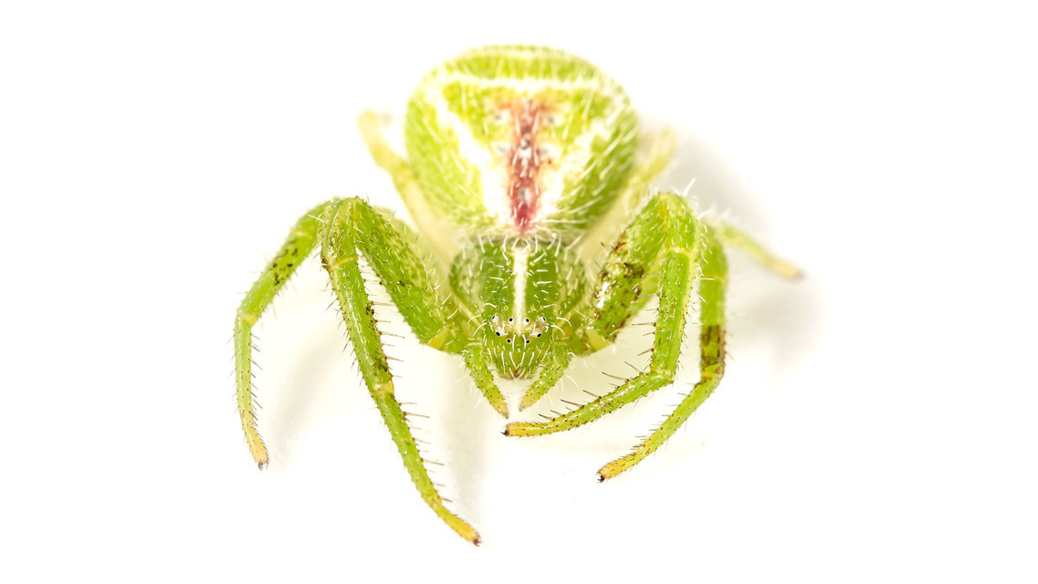 Heriaeus graminicola/hirtus