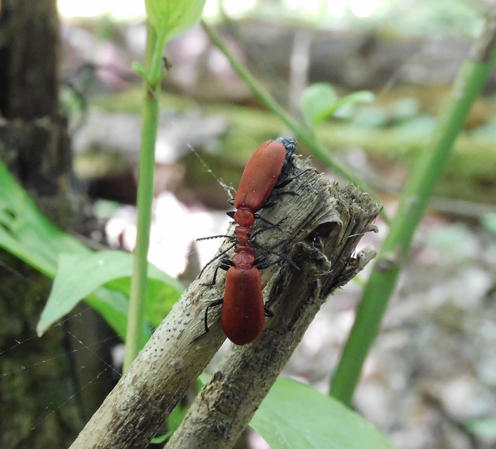 Pyrochroa serraticornis - közép-bíborbogár
