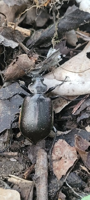 Calosoma inquisitor - kis bábrabló
