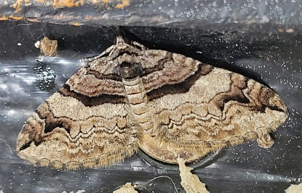 Pareulype berberata - sóskafa-tarkaaraszoló