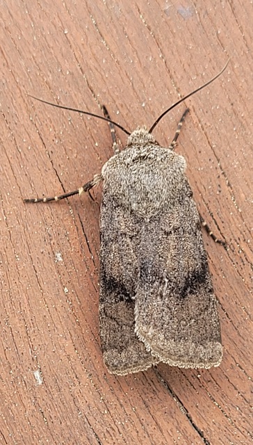 Agrotis cinerea - szürkés földibagoly