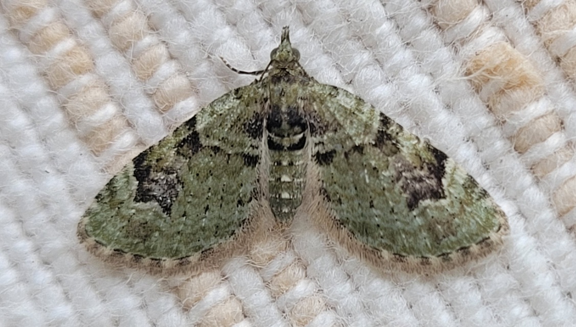 Chloroclystis v-ata - zöldes törpearaszoló