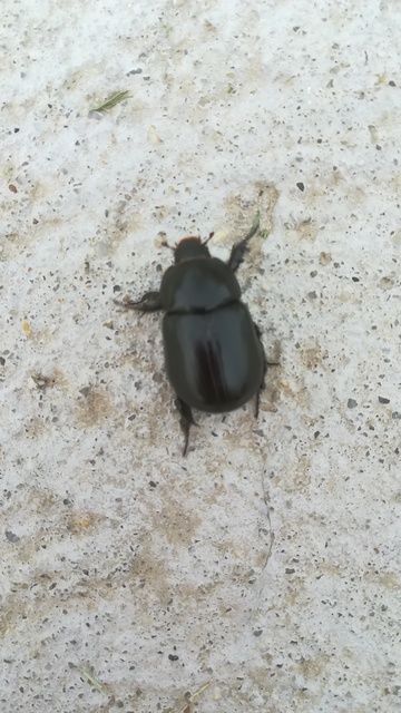 Pentodon idiota - butabogár