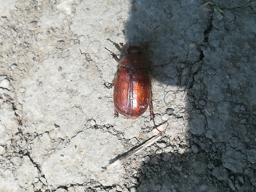 Holochelus aequinoctialis - tavaszeleji cserebogár
