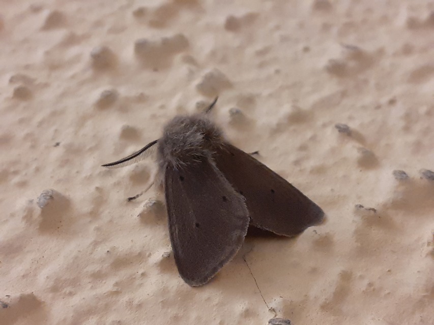 Diaphora mendica - felemás medvelepke