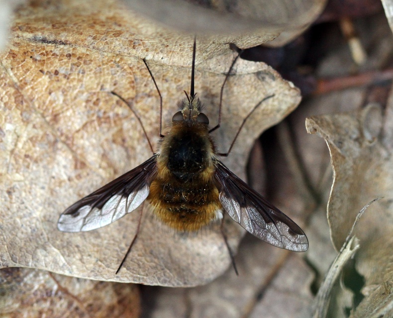 Bombylius major - szegélyes pöszörlégy