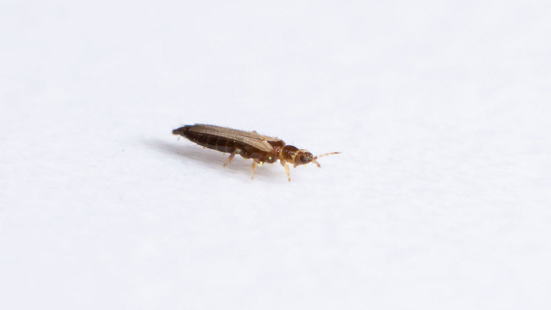 Thysanoptera - Tripszek